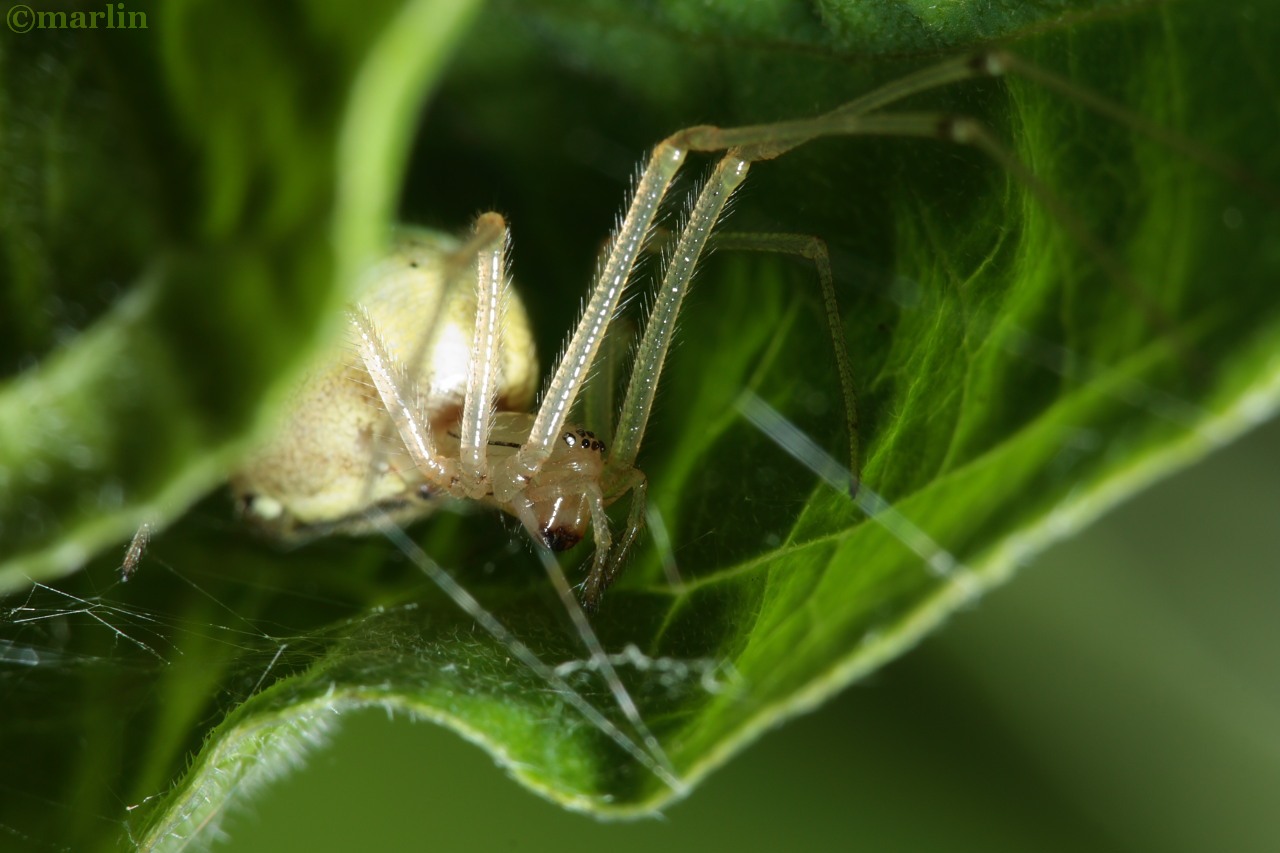 cobweb spider e ovata