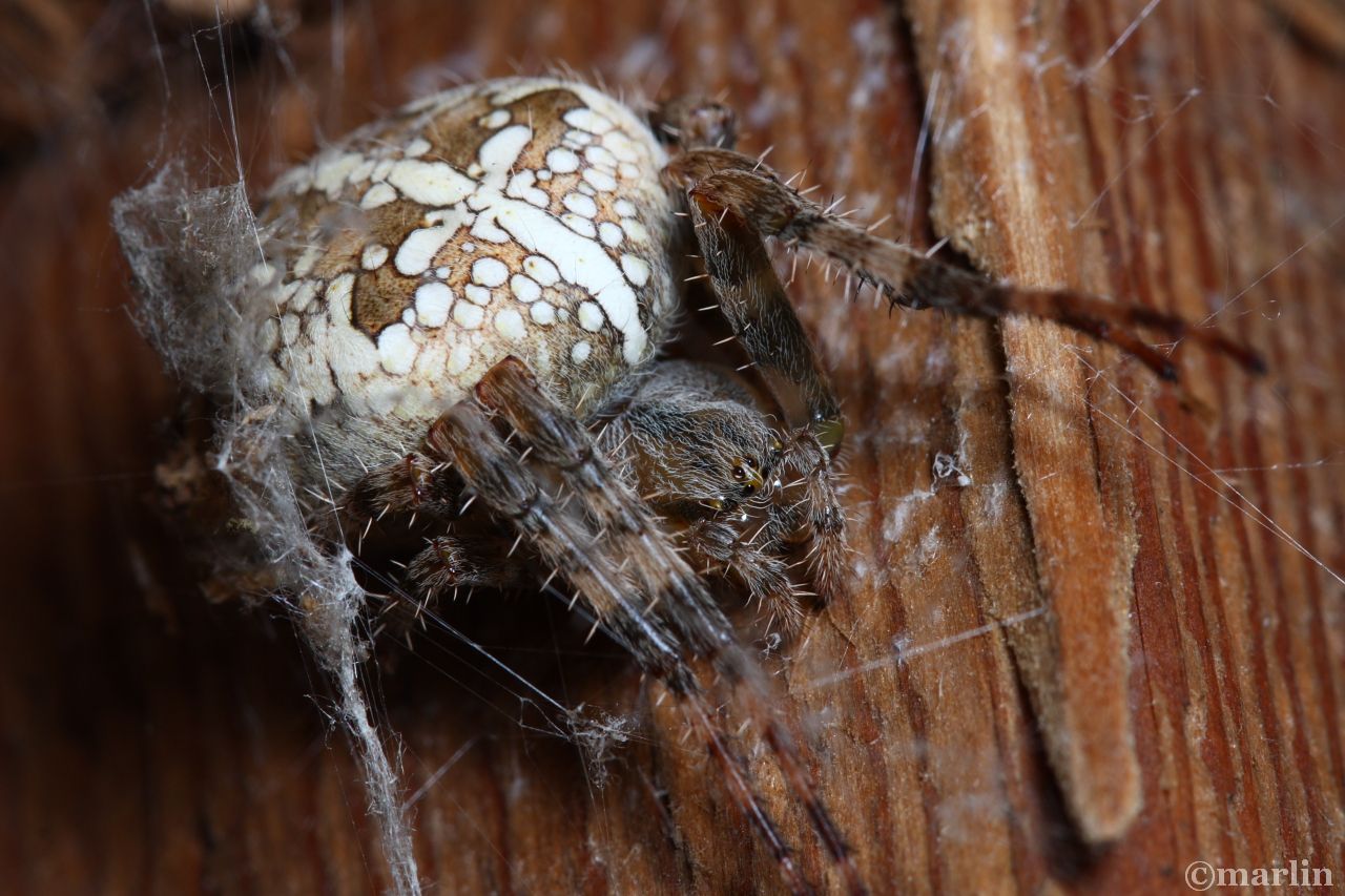 Cross Spider