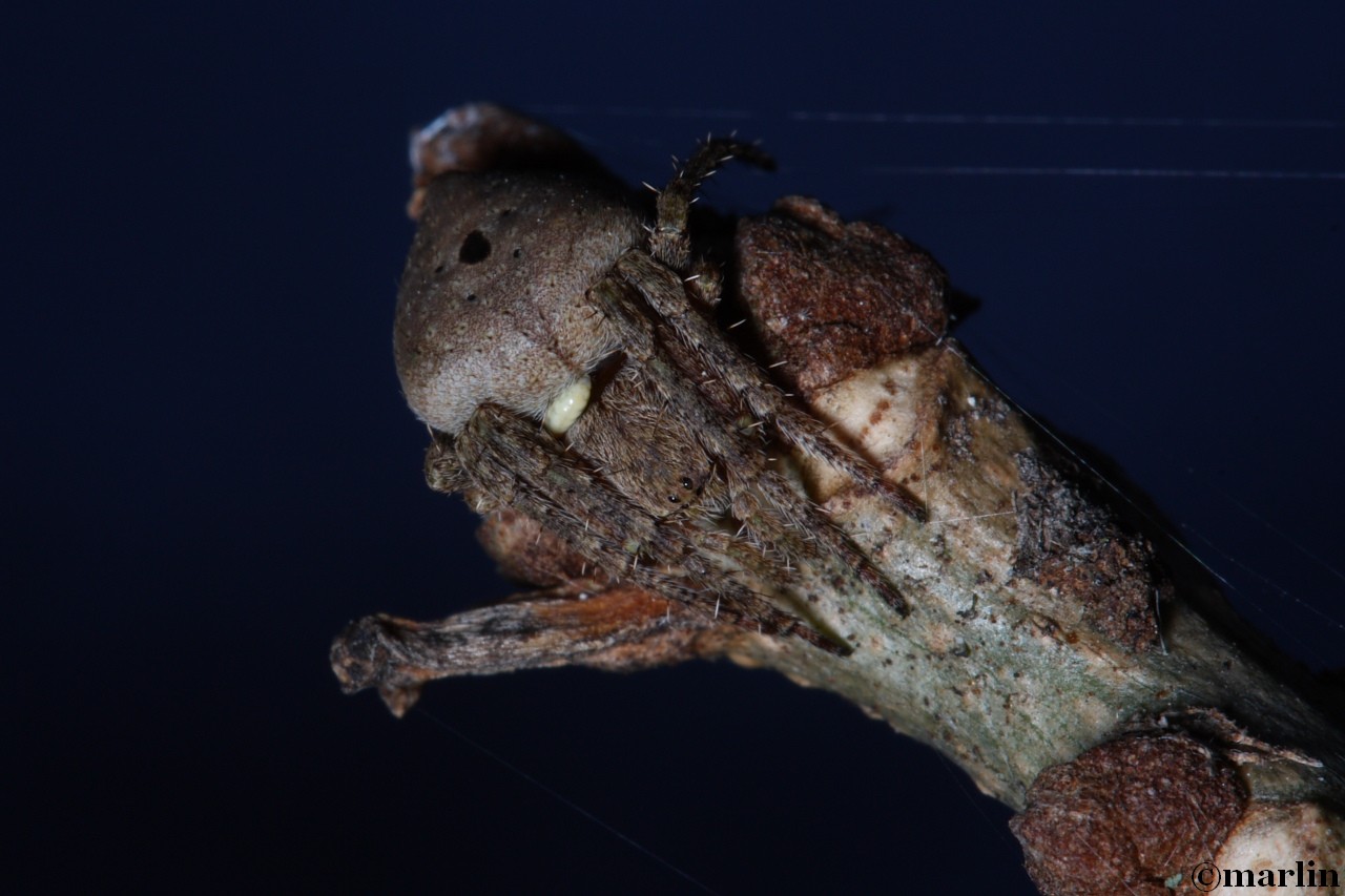 Eustala orbweaver spider
