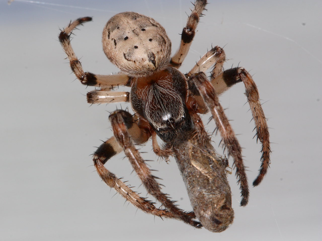 color macro photo of furrow orbweaver spider with moth prey