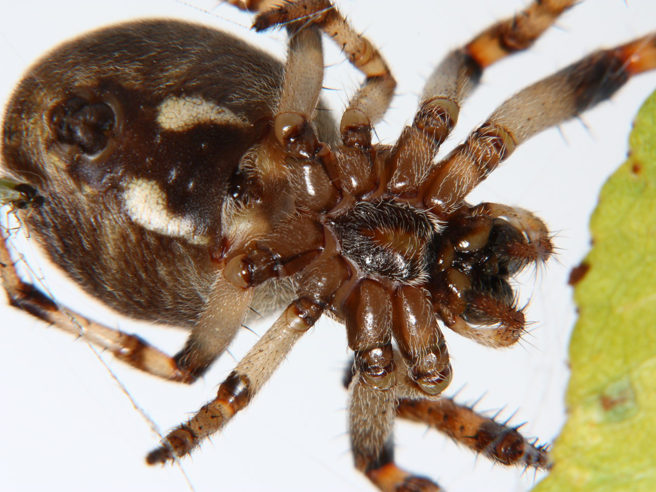 extreme close up photo of female furrow spider ventral view