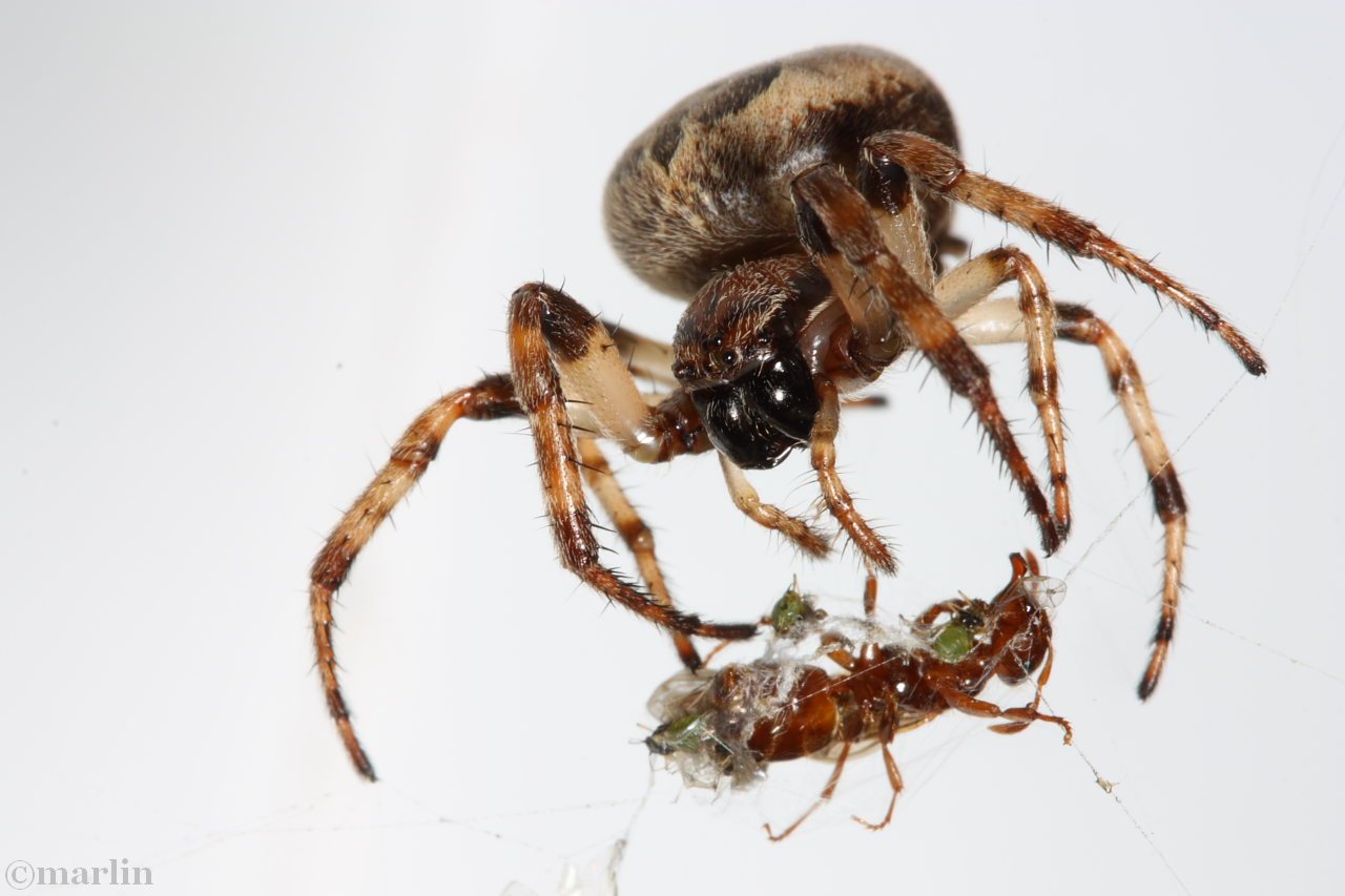 color macrophotograph of furrow spider with queen ant prey