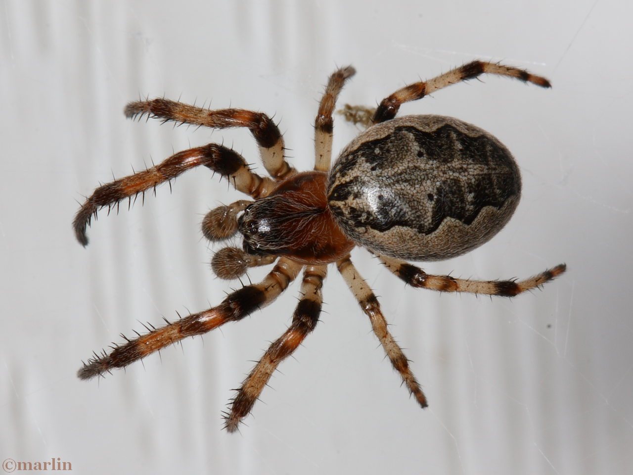 color macro photo of Furrow spider male size 10mm