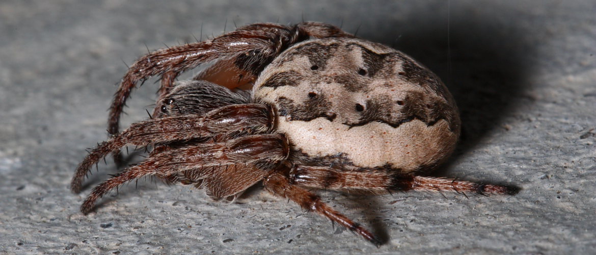 Spiders of North America