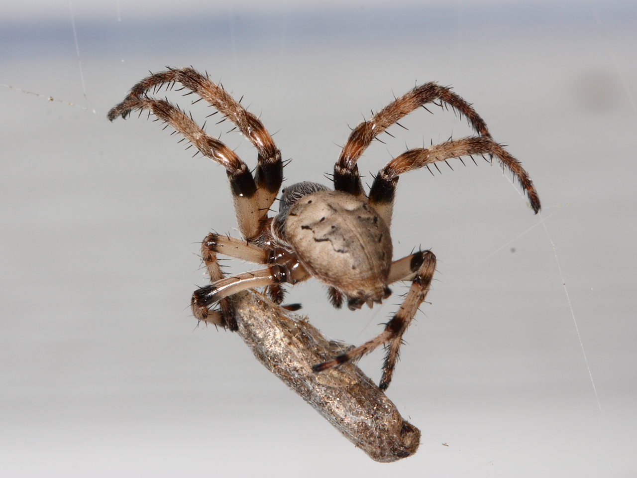 color macro photograph of furrow spider silk-wrapping a moth