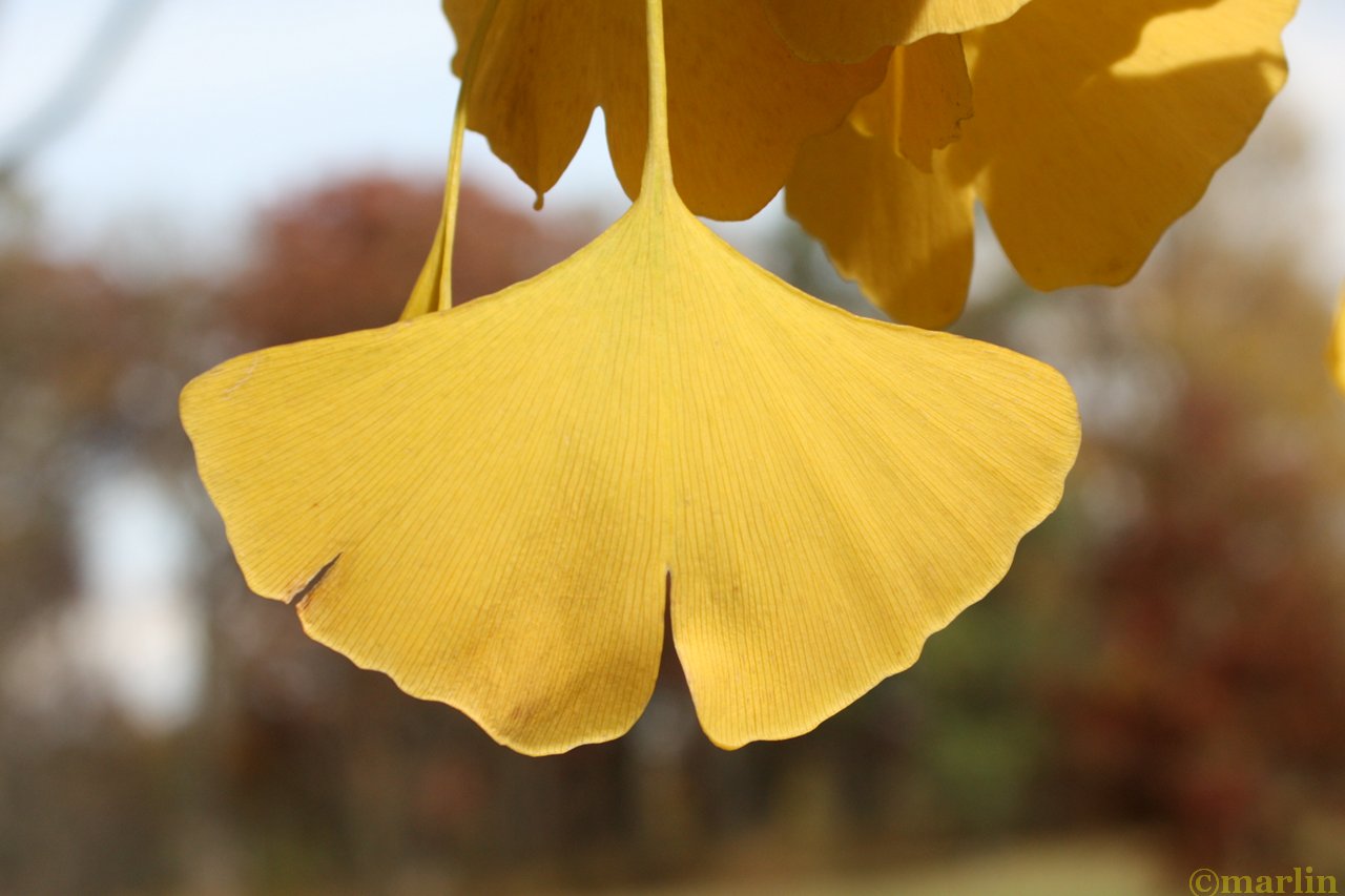 Ginkgo Biloba North American Insects & Spiders