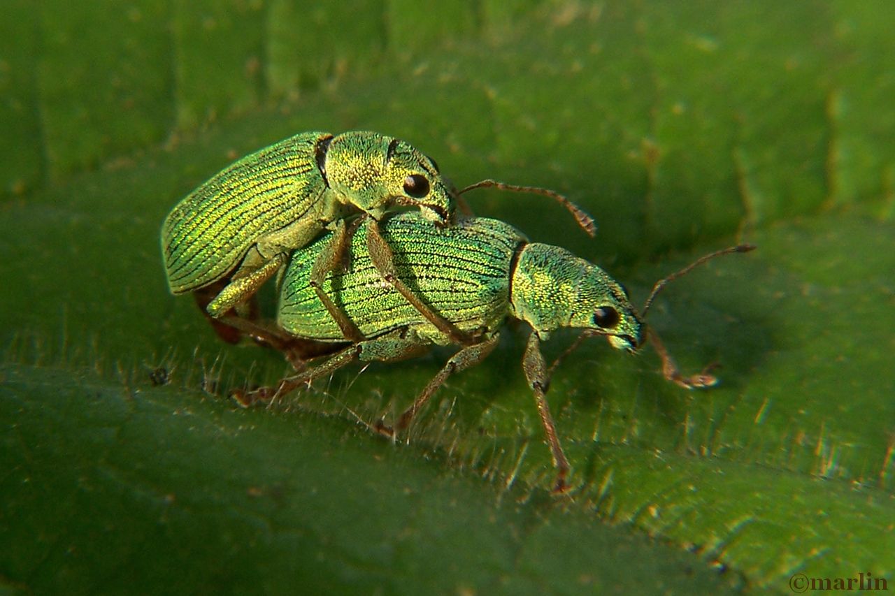 color macro photograph of green immigrant weevils mating