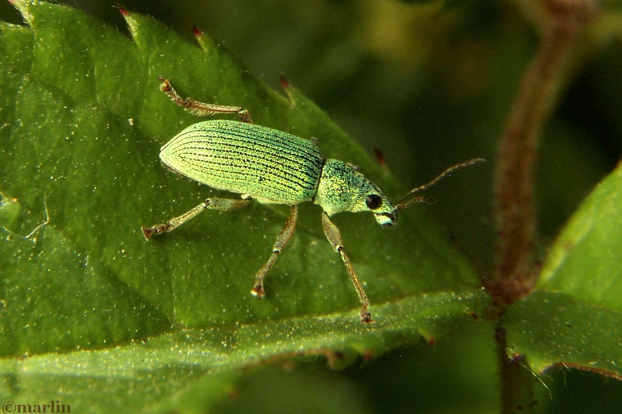 color photo -Green Immigrant Leaf Weevil