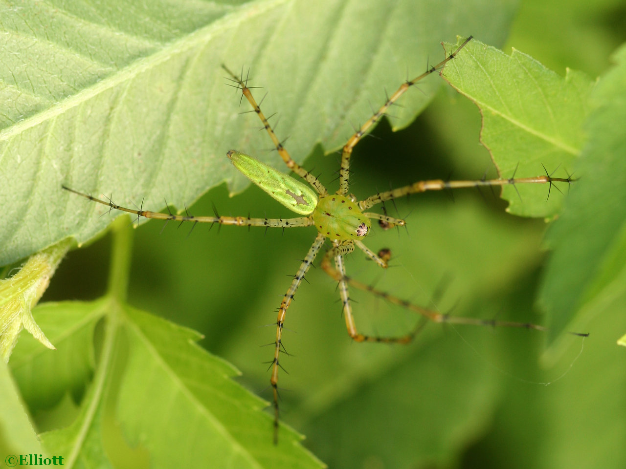 Araignée lynx verte