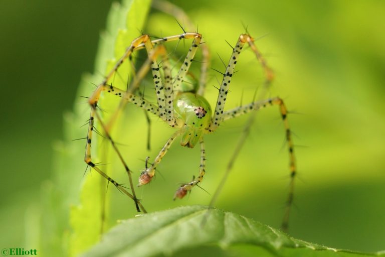 Green Lynx Spider North American Insects & Spiders