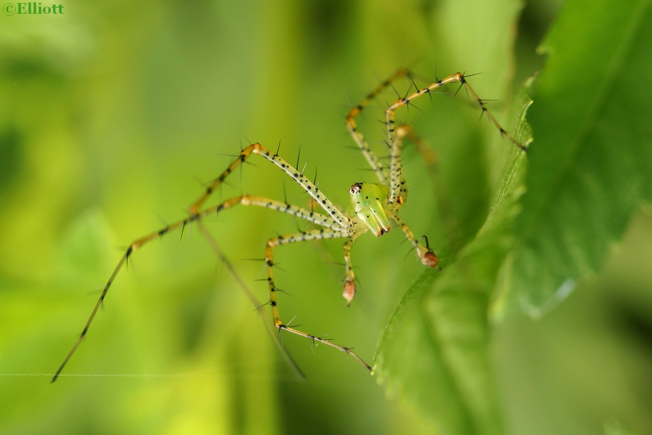 Araignée lynx verte
