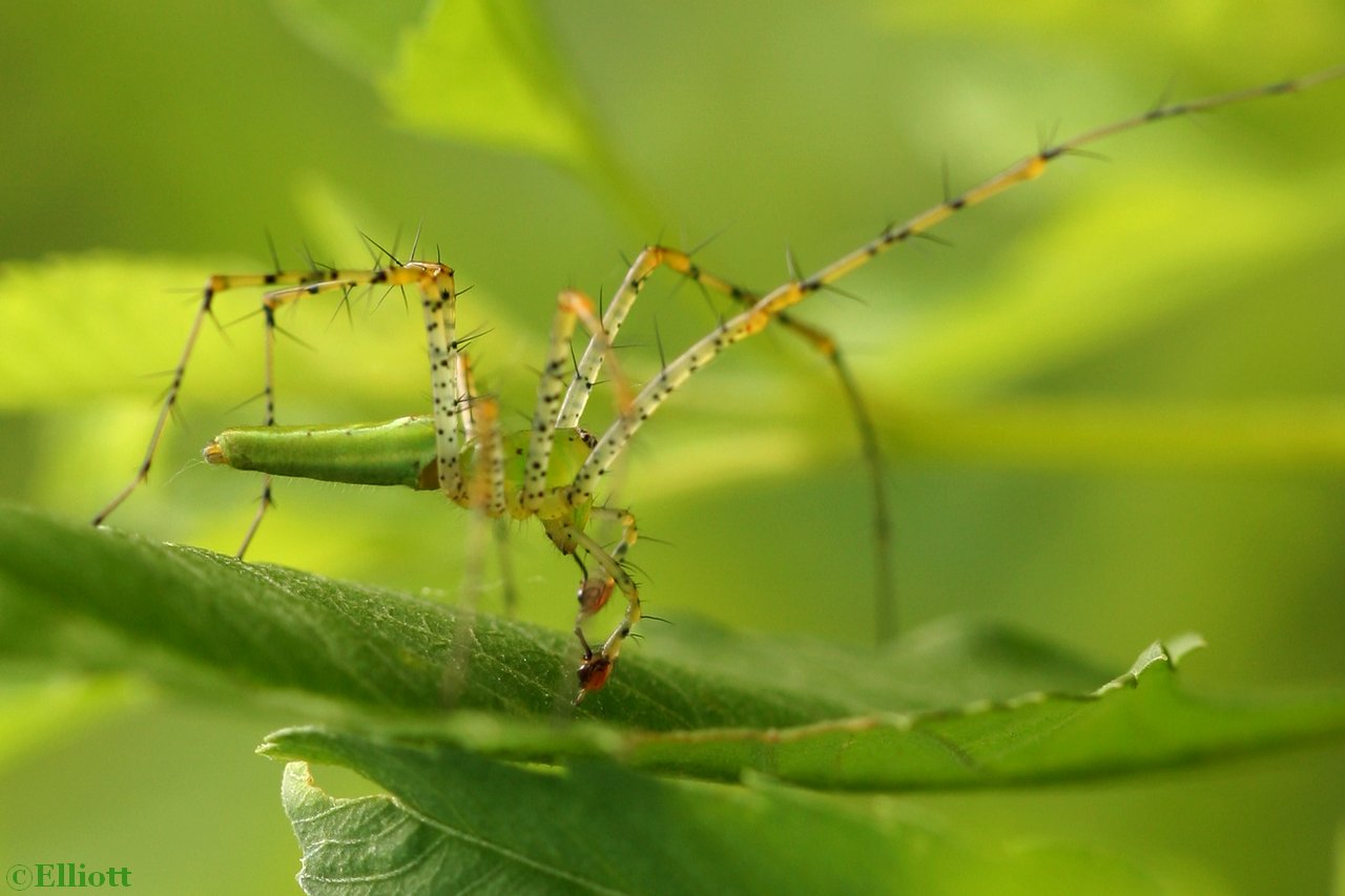 Araignée lynx verte