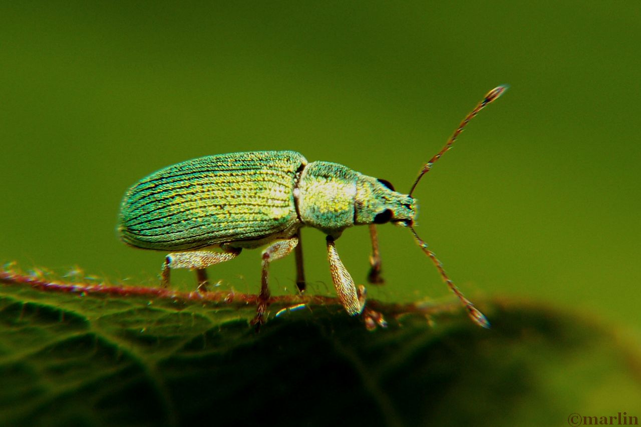 Green immigrant leaf weevil north american insects spiders