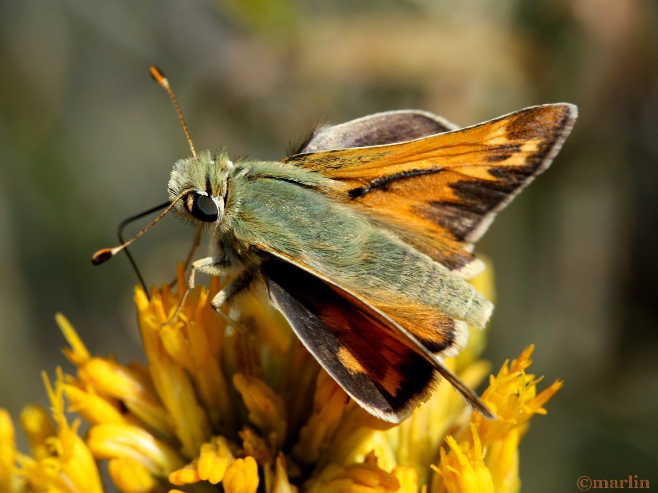 Juba Skipper