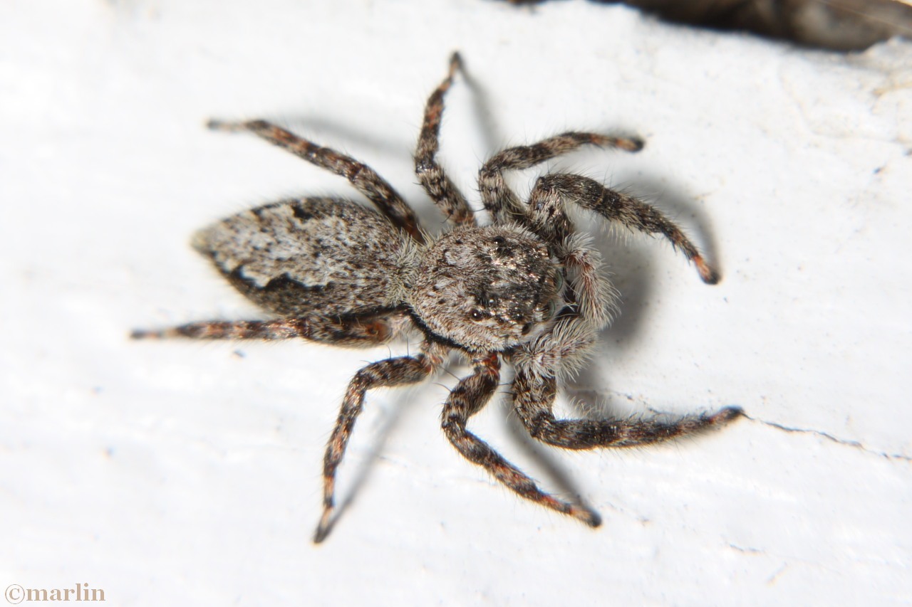 Female P. undatus