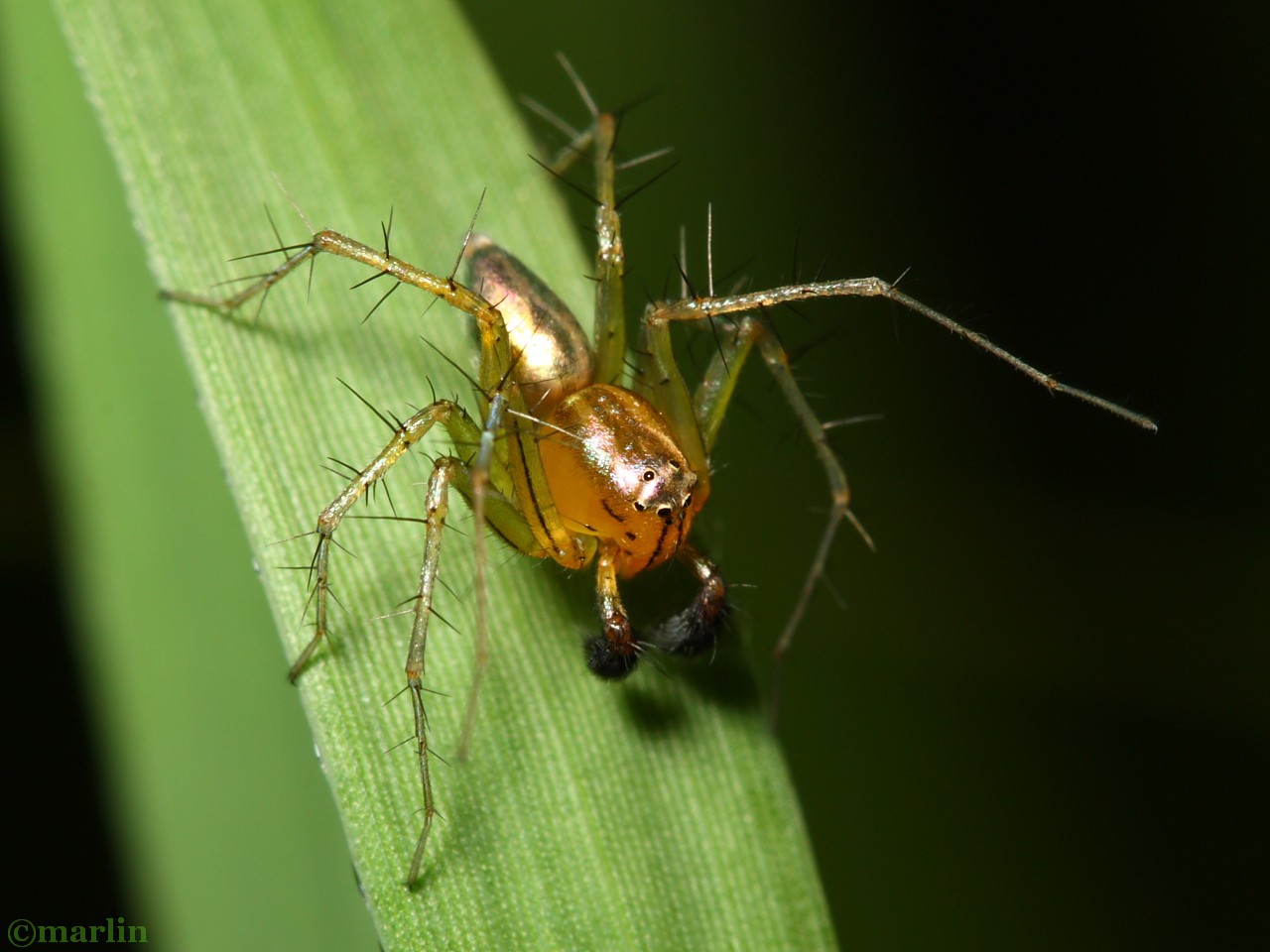 color photo striped lynx spider - Oxyopes salticus