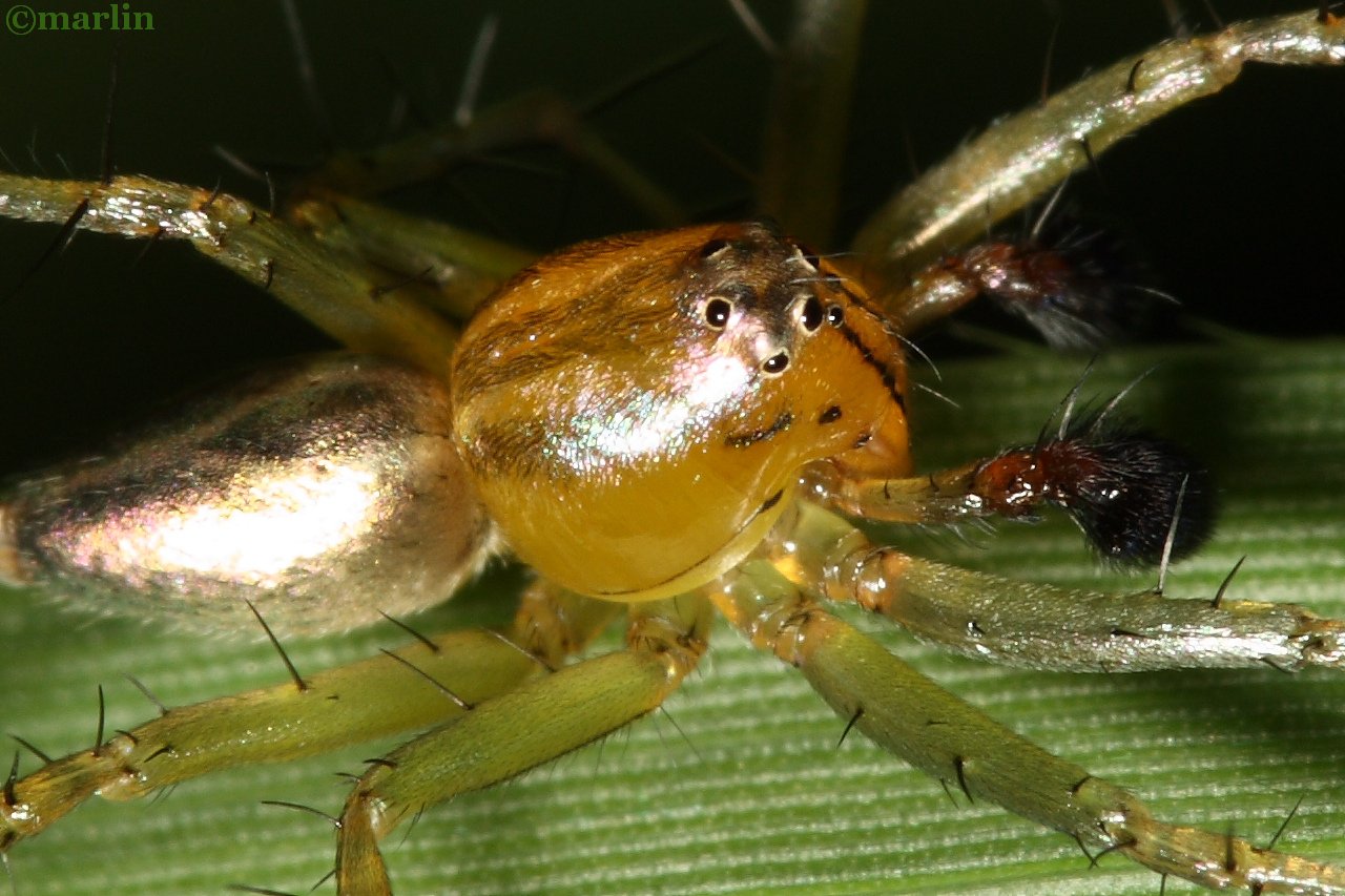 extreme close up striped lynx spider eyes