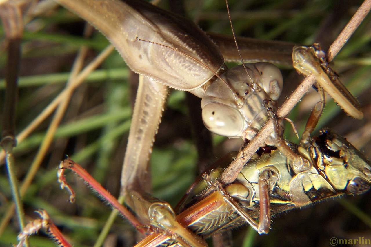 color photo Chinese praying mantis attacks grasshopper