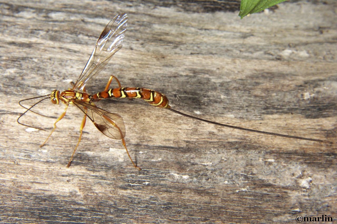 Female wasp is about 90mm long
