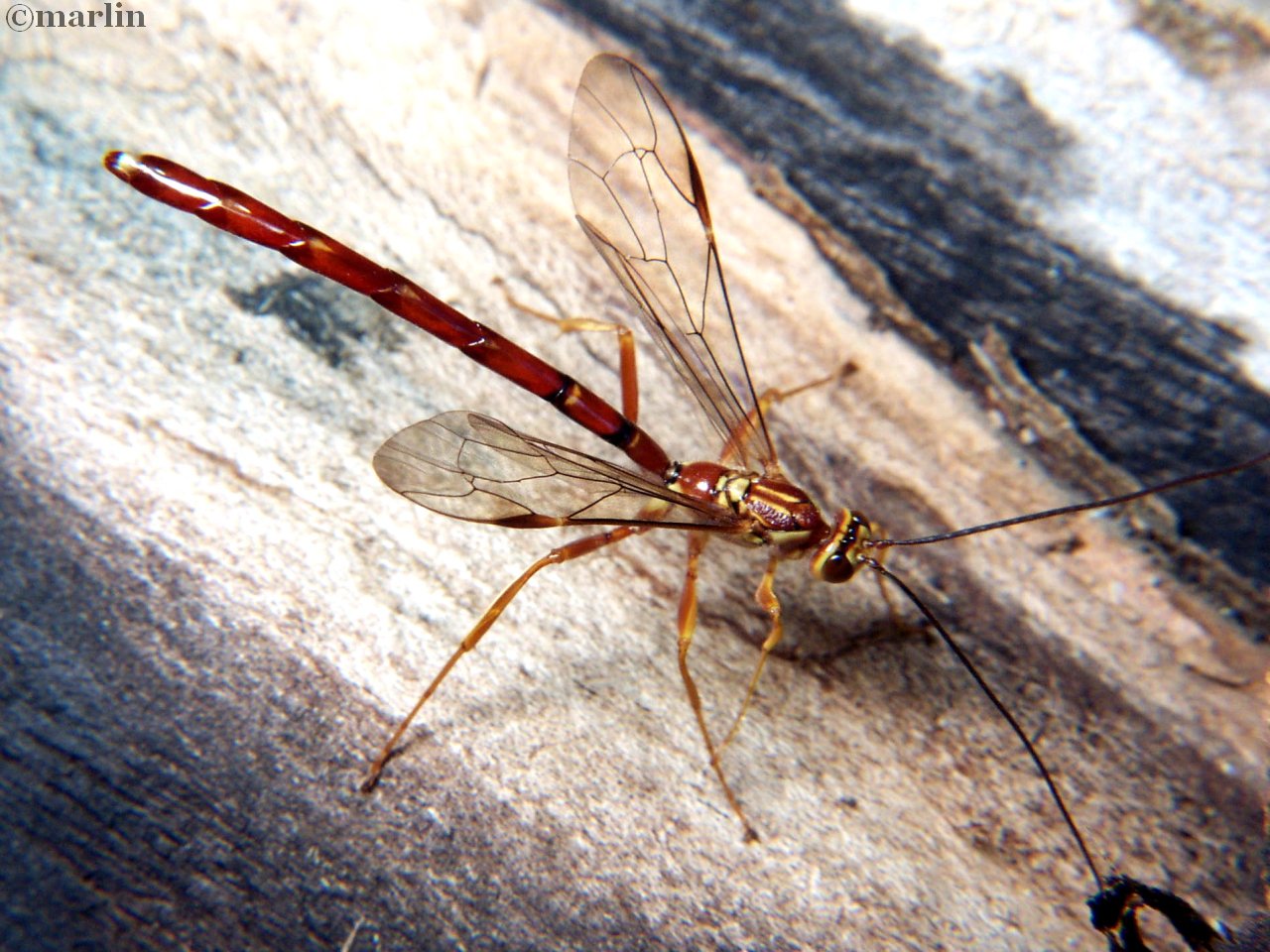 Megarhyssa male wasp