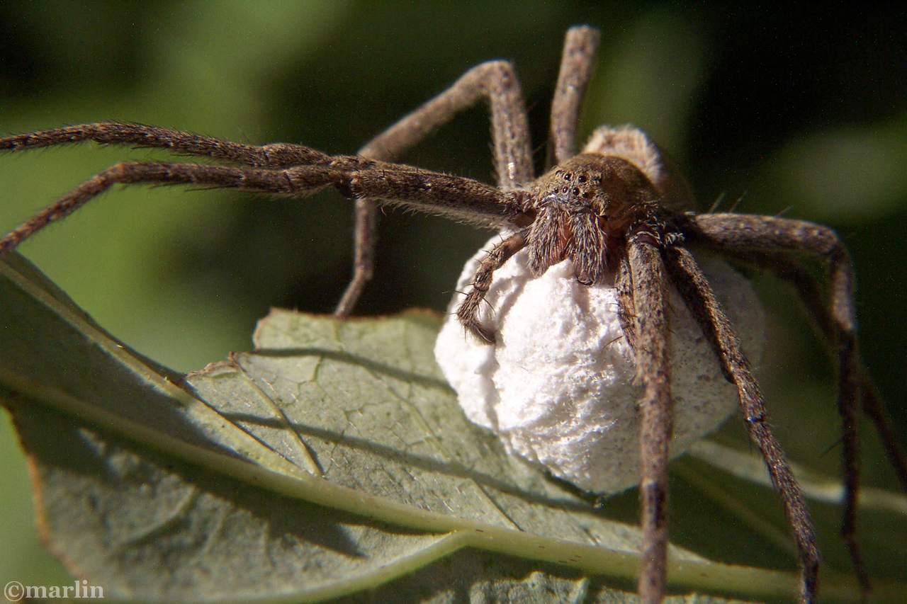 Nursery web spider with egg sac