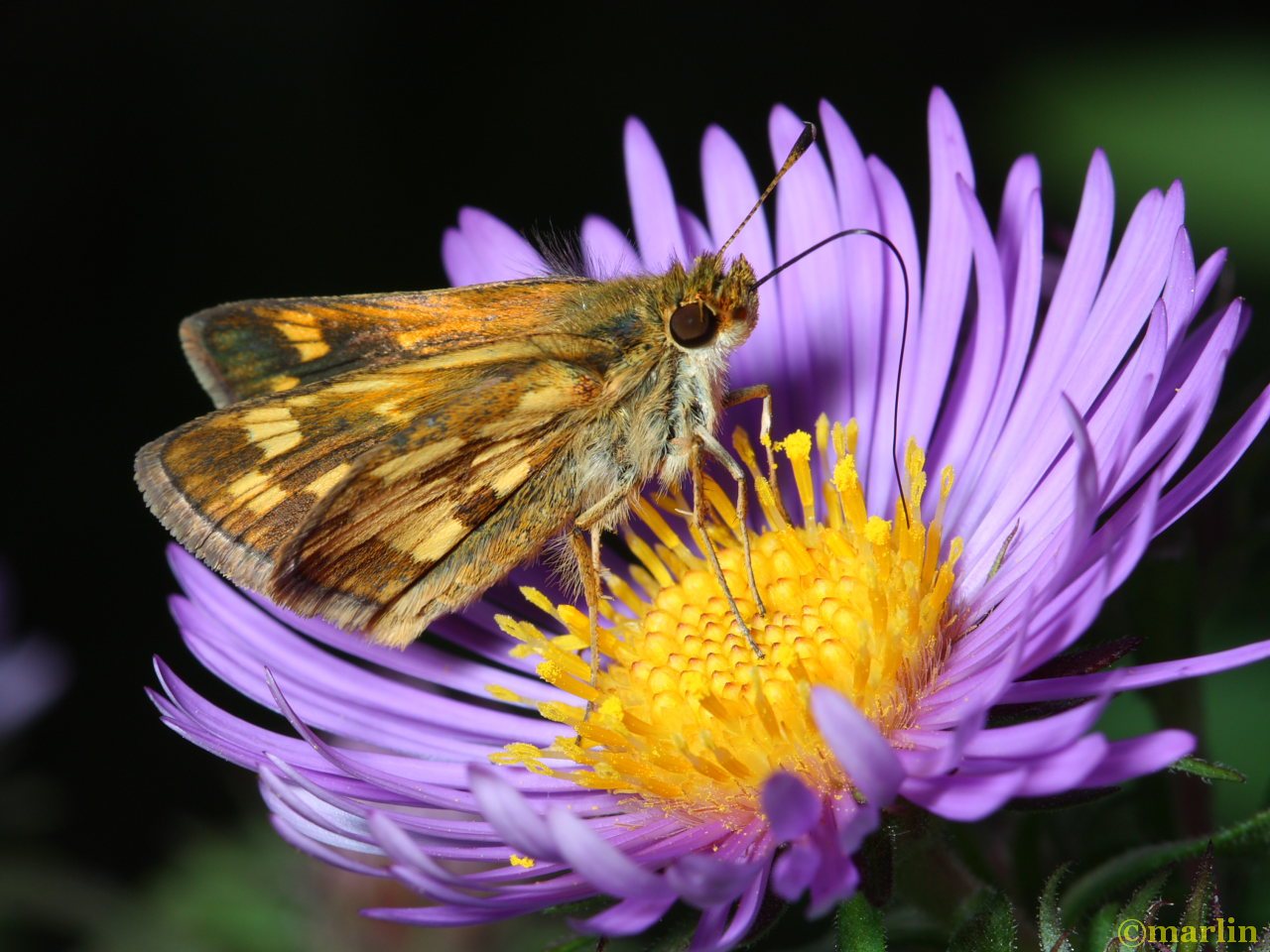 Peck's skipper on New England Aster