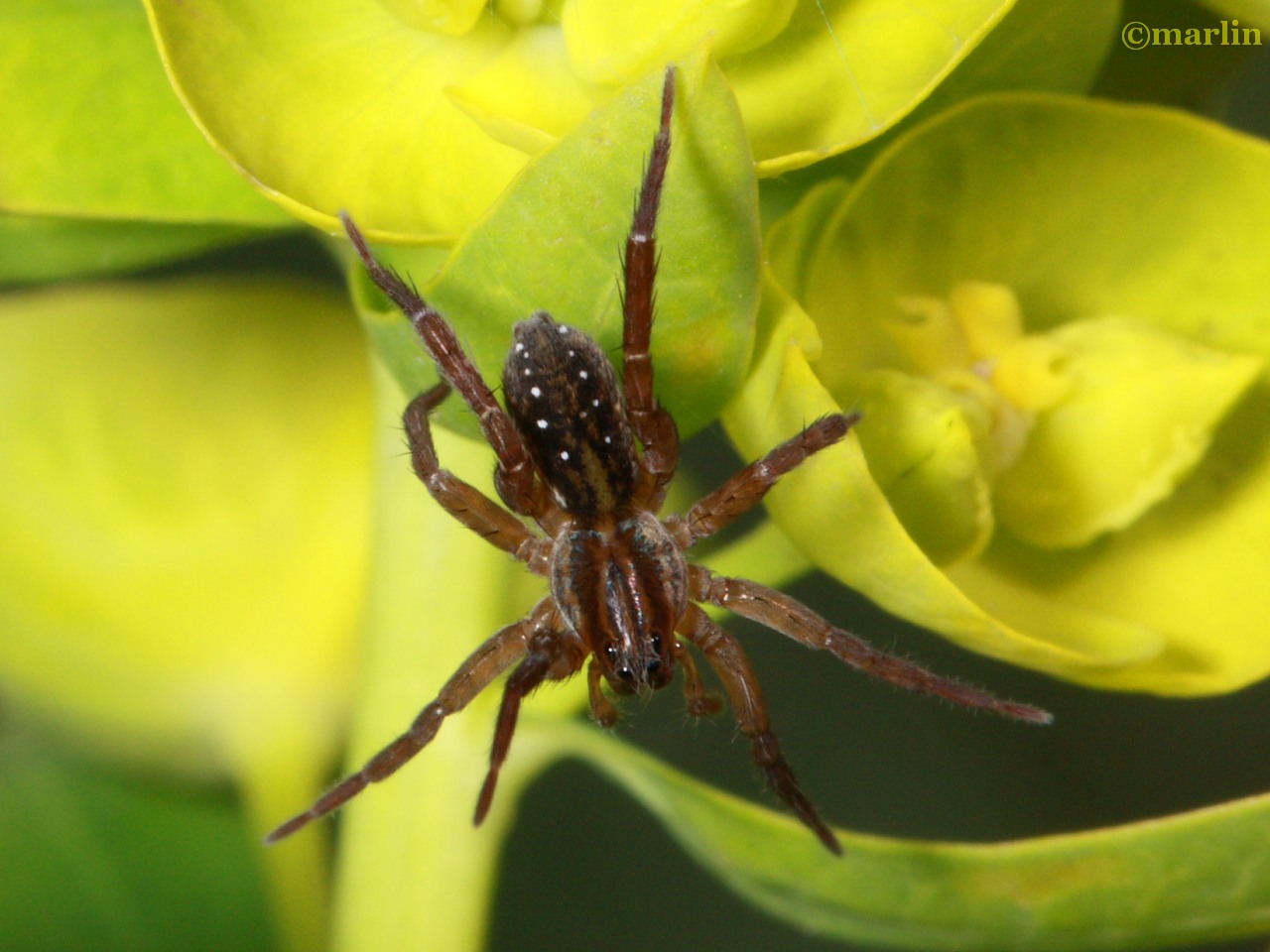 color photo Pirate Wolf Spider dorsal view