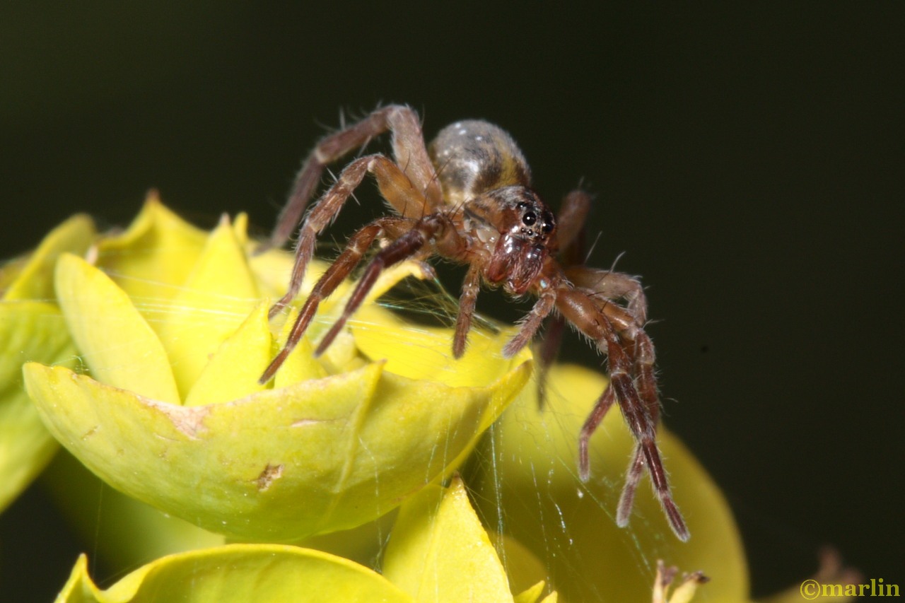 coolor photo Pirate wolf spider