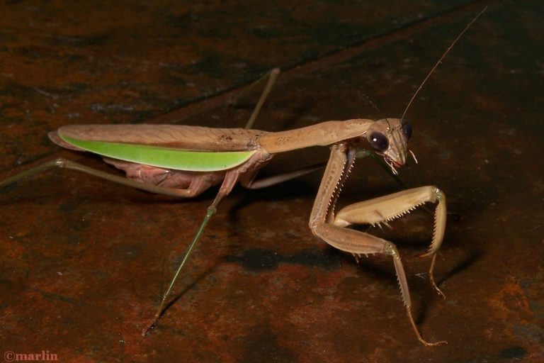 Praying Mantis North American Insects & Spiders