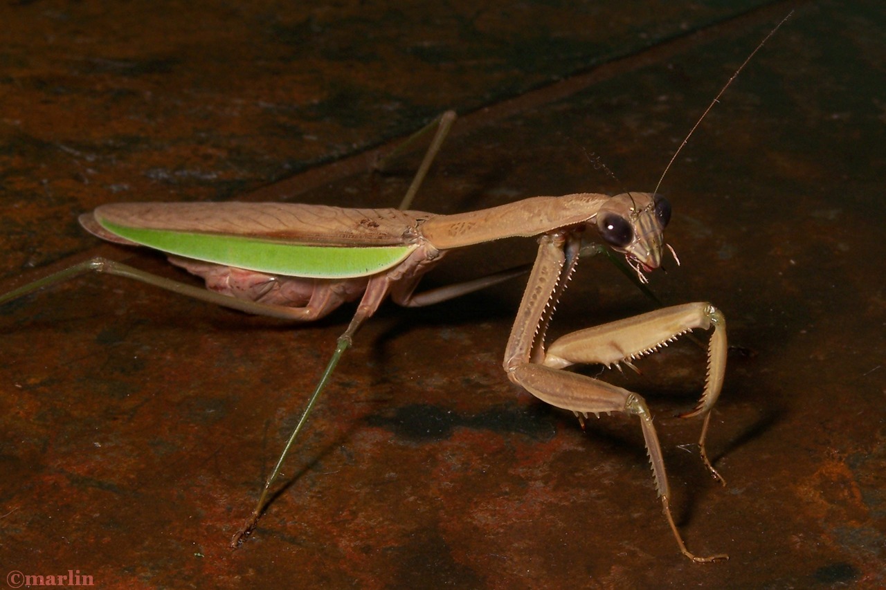 color photo pregnant Chinese praying mantis