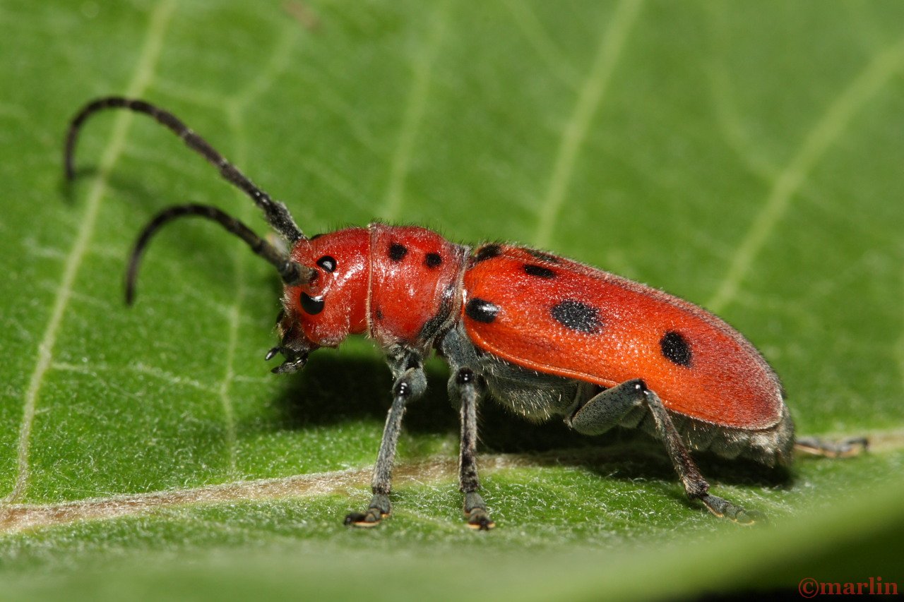 red milkweed beetle 