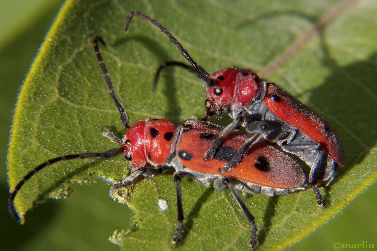 Red Milkweed Beetle North American Insects & Spiders