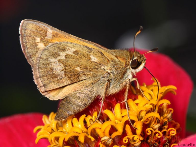Skipper Butterflies North American Insects & Spiders