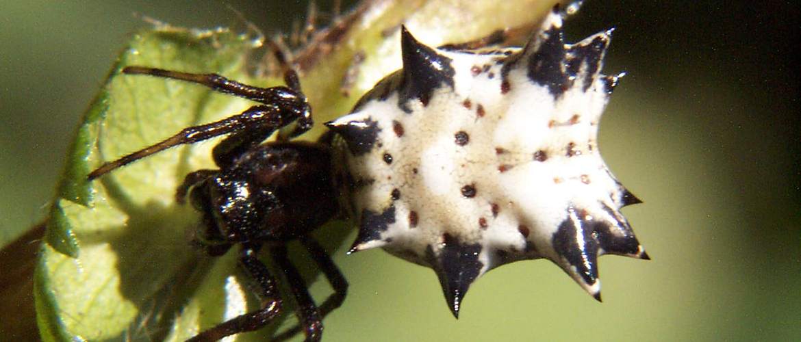 Spined micrathena