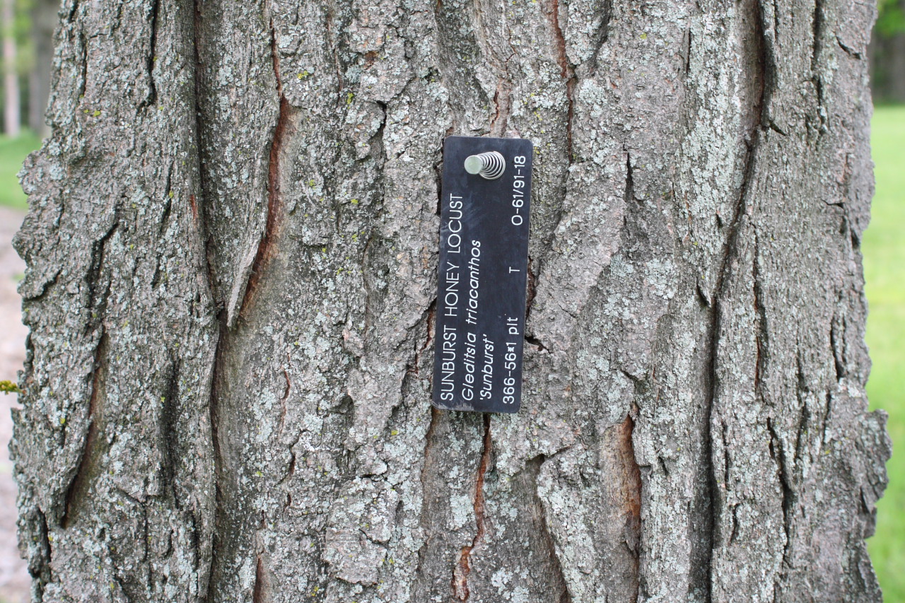 Sunburst Honey Locust Gleditsia triacanthos North American Insects & Spiders