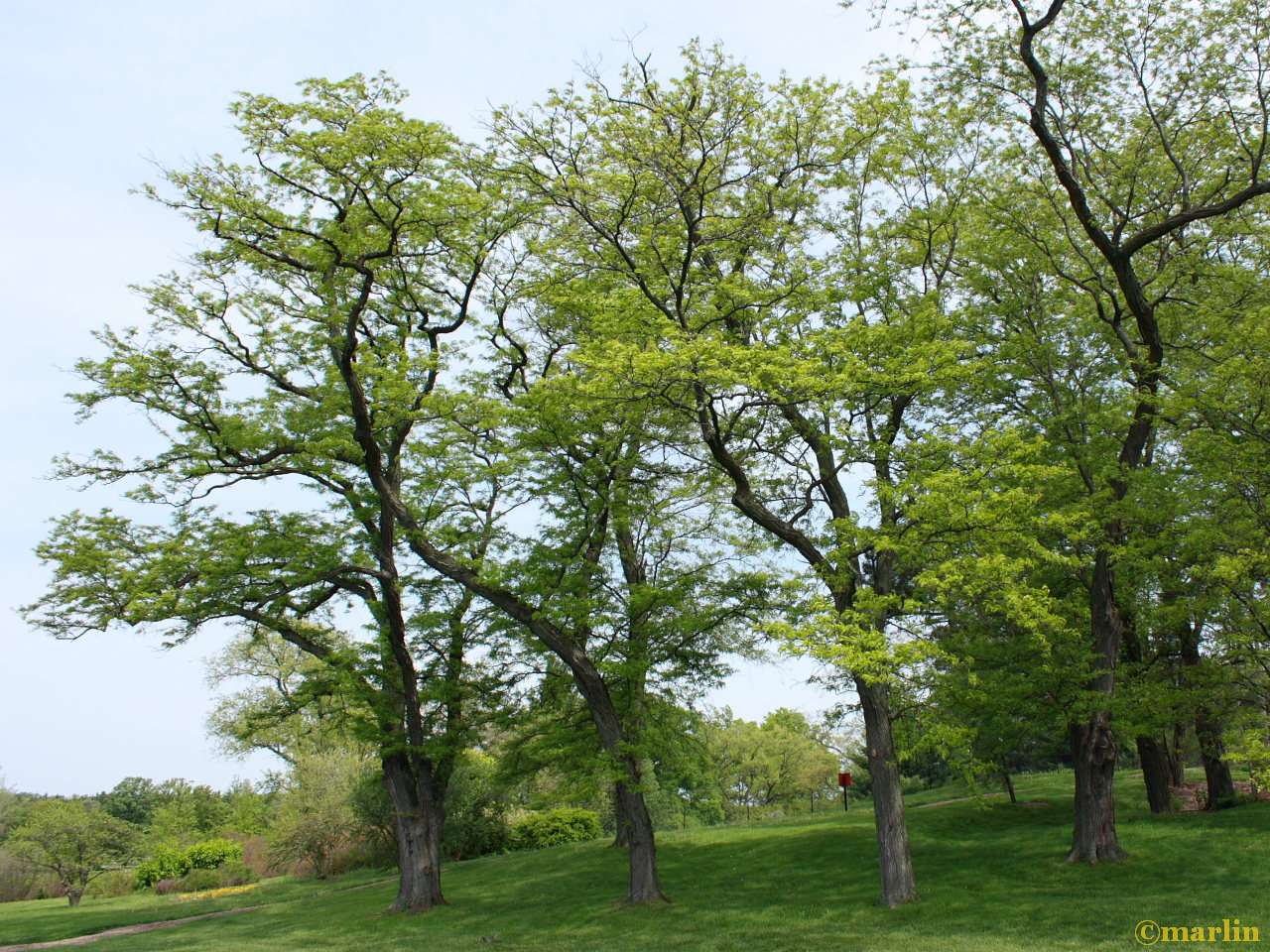 Sunburst Honey Locust - Gleditsia triacanthos - North ...