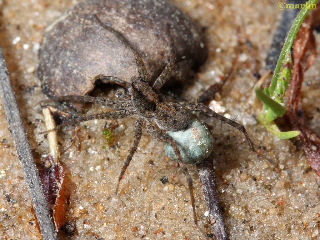 color photo Wolf Spider with egg sac