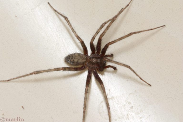 Barn Funnel Weaver Spider North American Insects & Spiders