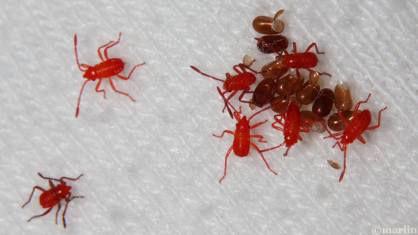 Box Elder Bug North American Insects & Spiders