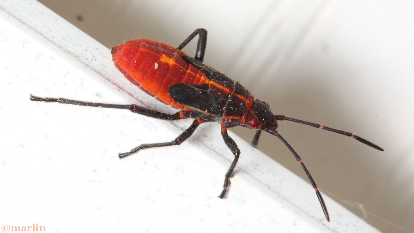 Box Elder Bug North American Insects & Spiders