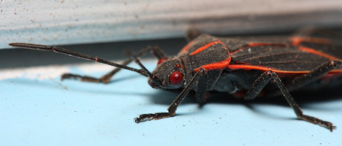 Box Elder Bug