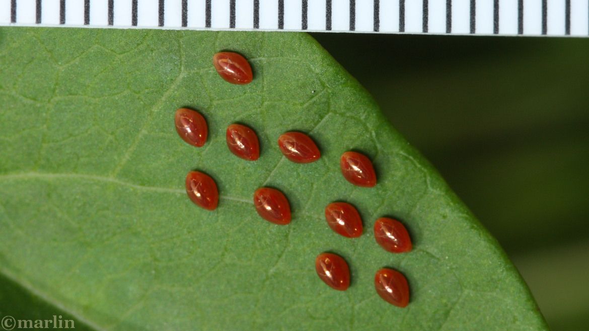 Leaf-Footed Bugs - North American Insects & Spiders