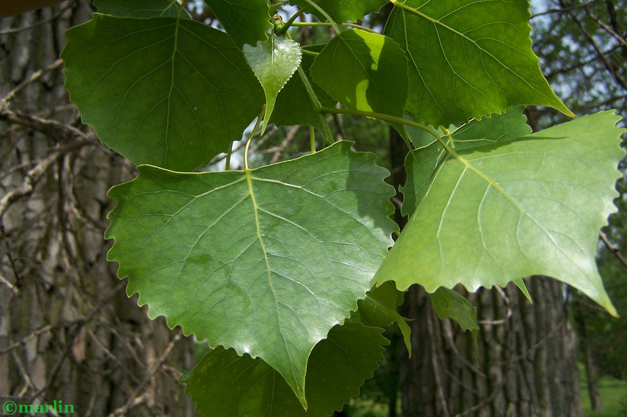 Eastern cottonwood foliage
