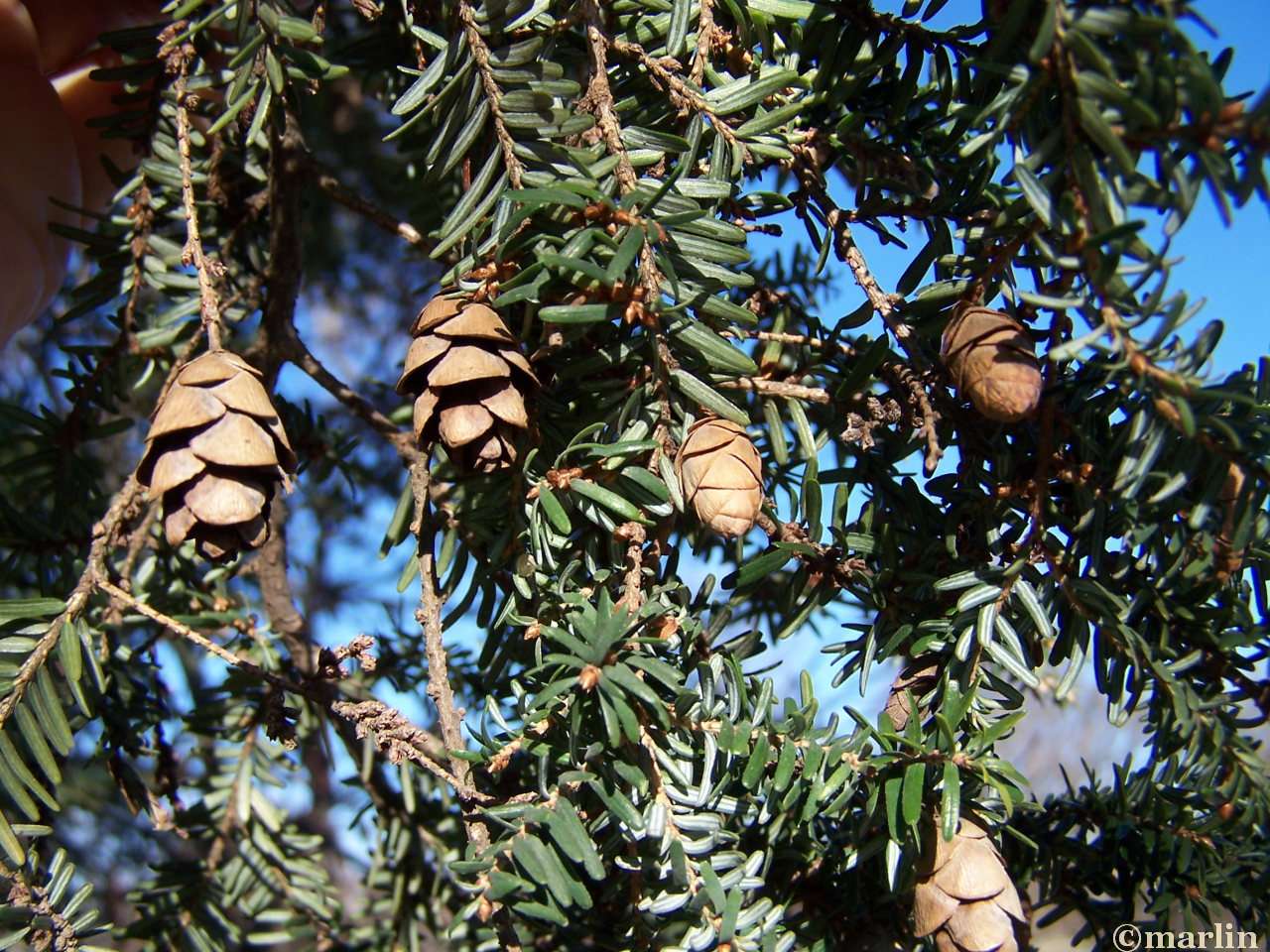 color photo Eastern Hemlock cones and needles