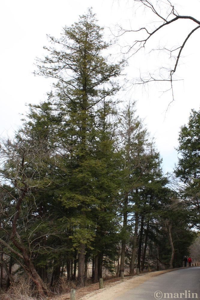 color photo Eastern Hemlock trees