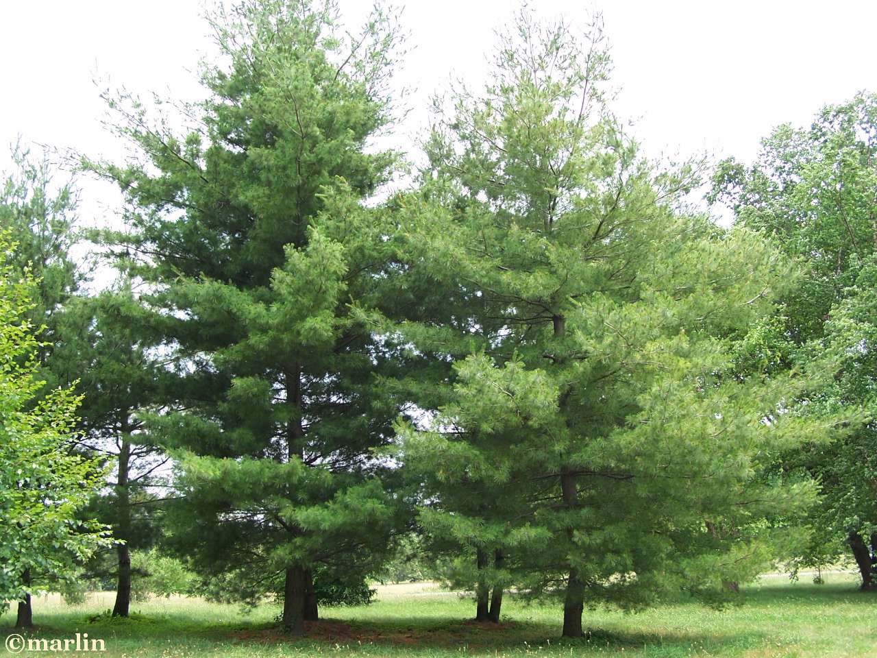 color photo Eastern White Pine