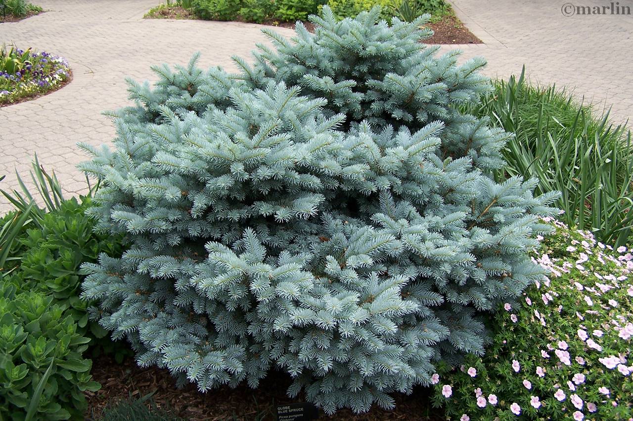 color photo Globe Blue Spruce