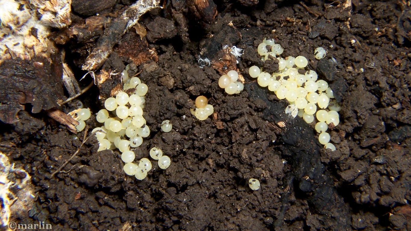 https://www.cirrusimage.com/wp-content/uploads/2016/10/gray-garden-slug-eggs.jpg
