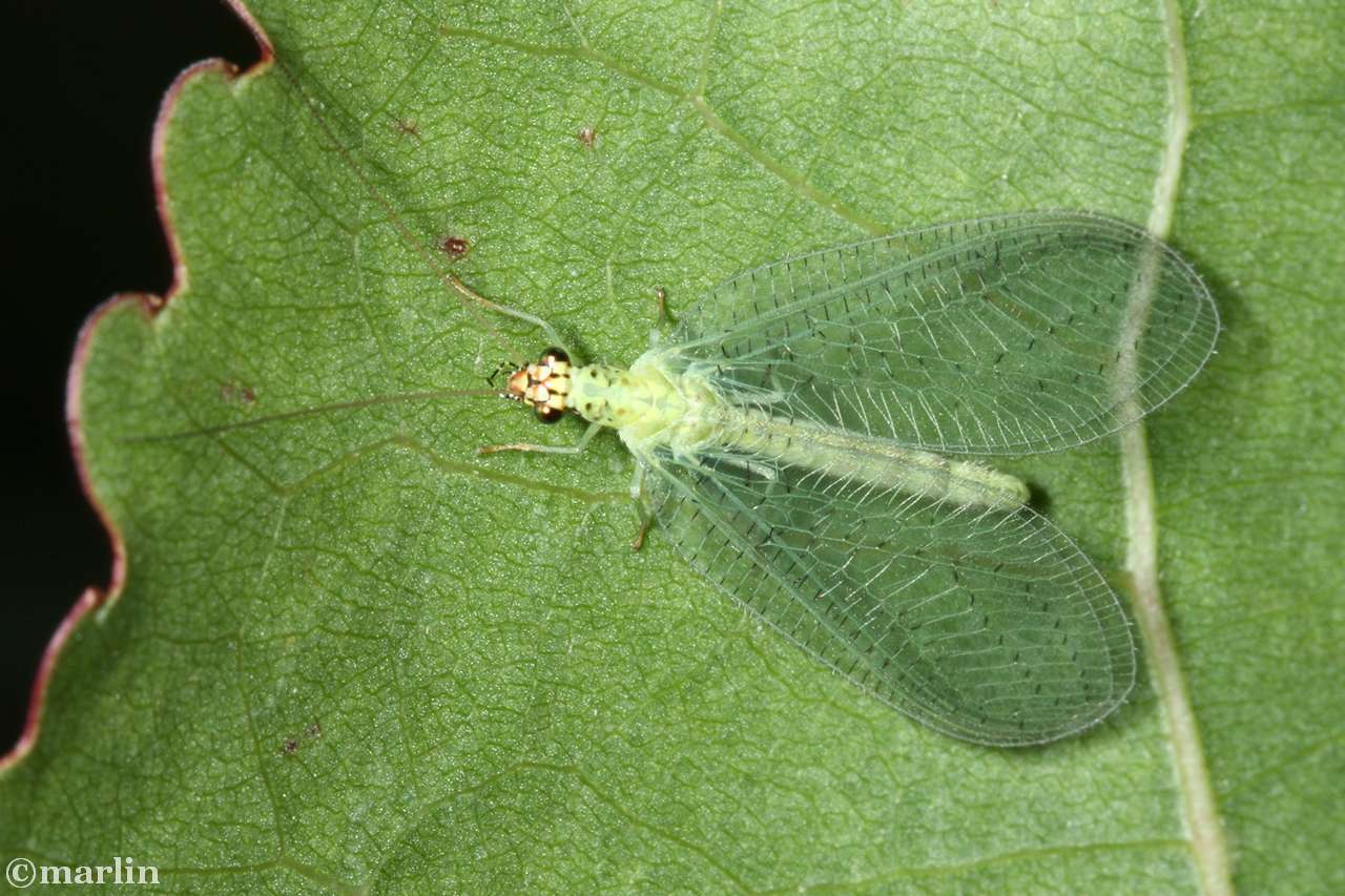 closeup color photograph of green lacewing adult dorsal view