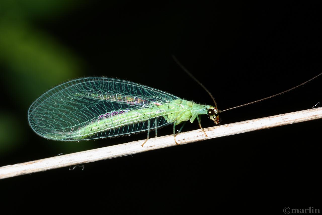 closeup color photograph of Green lacewing lateral view